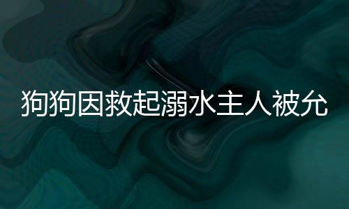 狗狗因救起溺水主人被允許上桌吃飯，一段感人至深的忠誠故事