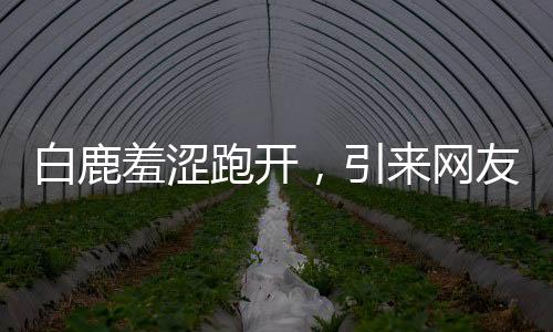 白鹿羞澀跑開，引來網(wǎng)友熱議