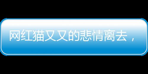 網(wǎng)紅貓又又的悲情離去，生命中的消逝與追思，痛失美好年代的英雄狗影蹤失蹤四年重啟揭秘它的24歲人生故事