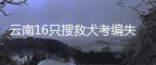 云南16只搜救犬考編失敗尋求領(lǐng)養(yǎng)，愛(ài)心行動(dòng)呼吁各界關(guān)注與支持