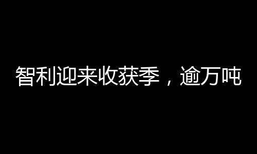 智利迎來收獲季，逾萬噸車?yán)遄恿料嘀袊?guó)市場(chǎng)