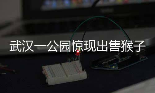 武漢一公園驚現(xiàn)出售猴子事件，動(dòng)物權(quán)益引發(fā)社會(huì)關(guān)注