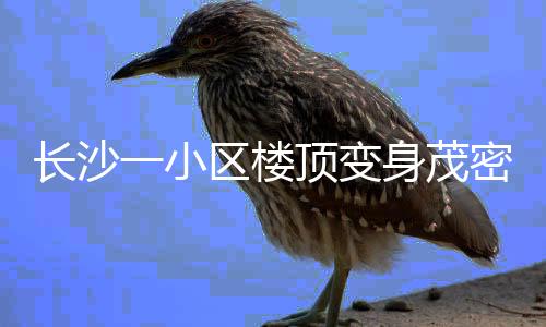 長沙一小區(qū)樓頂變身茂密叢林，綠色生態(tài)引領居民新生活